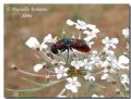 Chrysis phryne